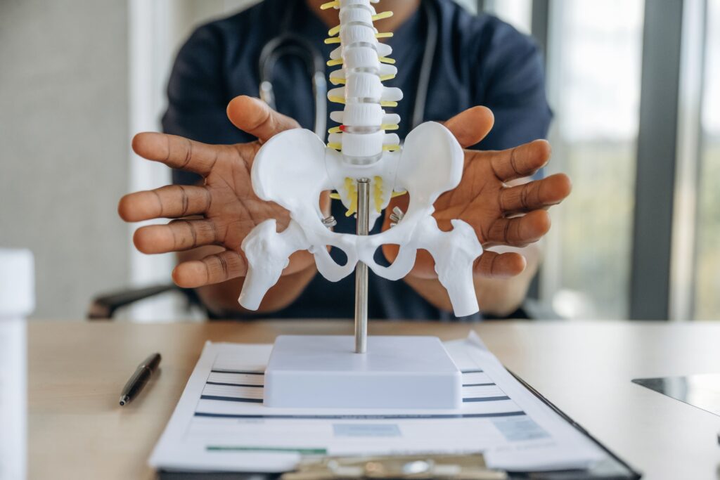 human spine toy model on the table professional d 2026 01 08 23 45 21 utc