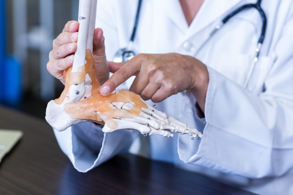 A physiotherapist is holding a skeleton foot model and pointing to its anatomical structure.